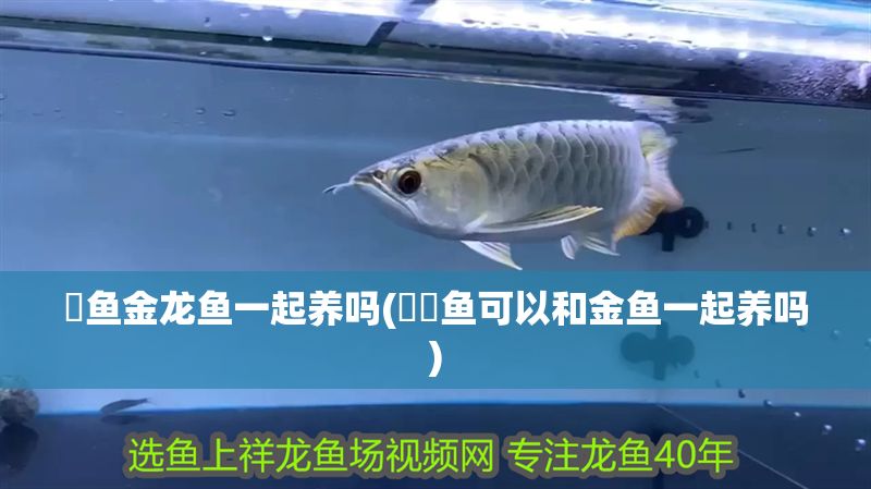魟魚金龍魚一起養嗎(鳑鲏魚可以和金魚一起養嗎)