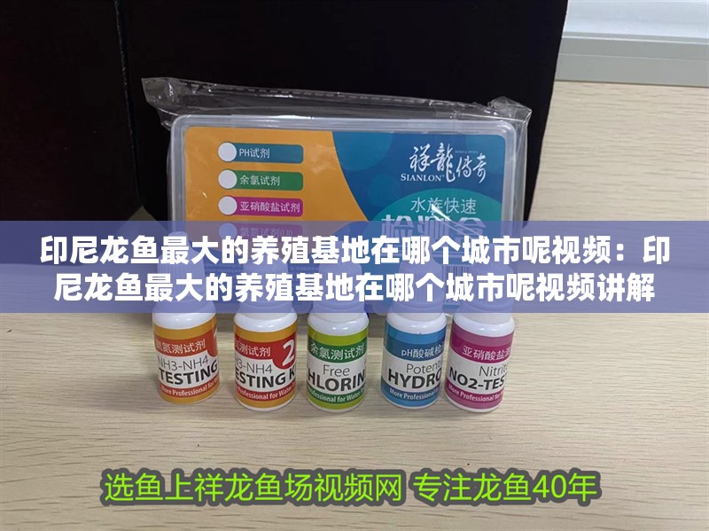 印尼龍魚最大的養殖基地在哪個城市呢視頻：印尼龍魚最大的養殖基地在哪個城市呢視頻講解