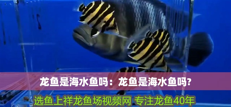 龍魚(yú)是海水魚(yú)嗎：龍魚(yú)是海水魚(yú)嗎?