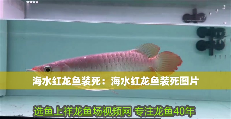 海水紅龍魚裝死：海水紅龍魚裝死圖片