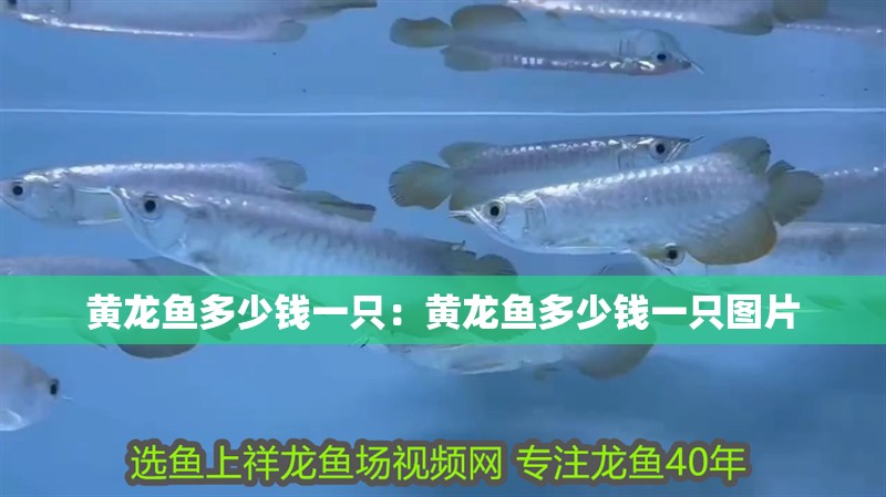 黃龍魚多少錢一只：黃龍魚多少錢一只圖片