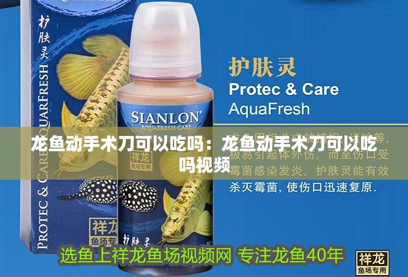 龍魚(yú)動(dòng)手術(shù)刀可以吃嗎：龍魚(yú)動(dòng)手術(shù)刀可以吃嗎視頻