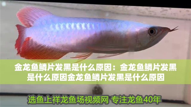 金龍魚鱗片發(fā)黑是什么原因：金龍魚鱗片發(fā)黑是什么原因金龍魚鱗片發(fā)黑是什么原因