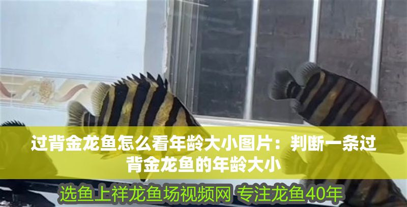 過背金龍魚怎么看年齡大小圖片：判斷一條過背金龍魚的年齡大小