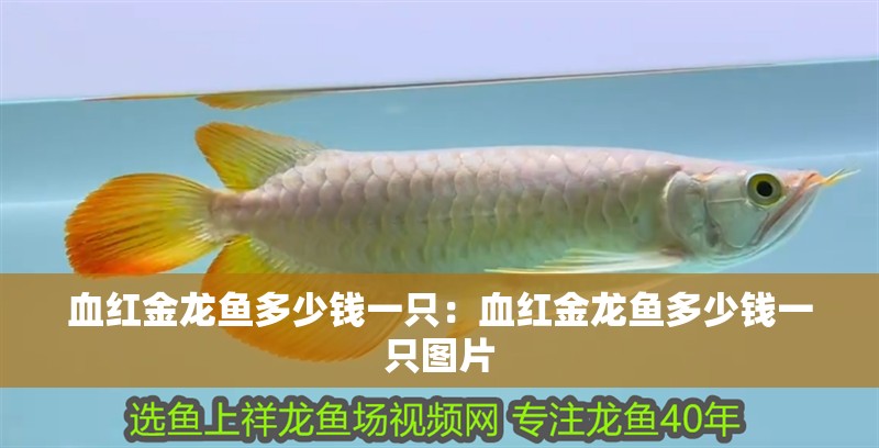 血紅金龍魚多少錢一只：血紅金龍魚多少錢一只圖片 血紅金龍魚多少錢一只：血紅金龍魚多少錢一只圖片 水族問答