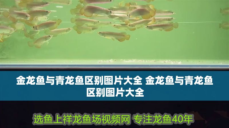 金龍魚與青龍魚區別圖片大全 金龍魚與青龍魚區別圖片大全