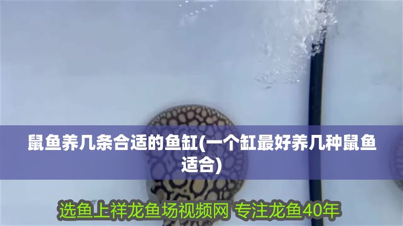 鼠魚養(yǎng)幾條合適的魚缸(一個缸最好養(yǎng)幾種鼠魚適合)