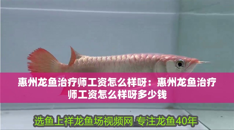 惠州龍魚治療師工資怎么樣呀：惠州龍魚治療師工資怎么樣呀多少錢