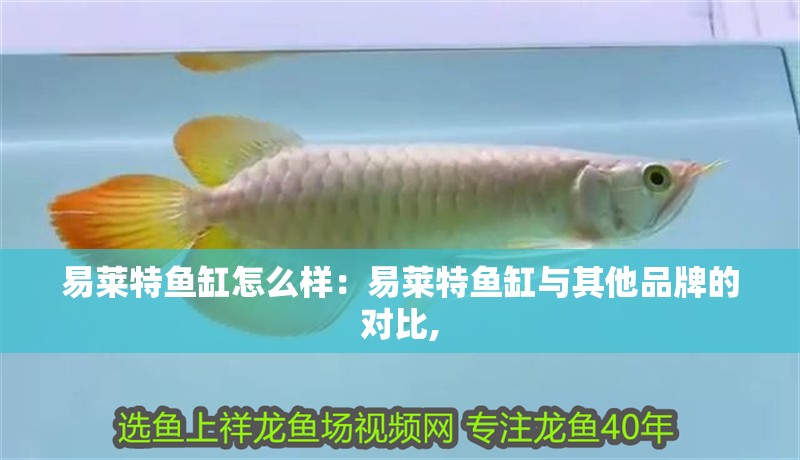 易萊特魚缸怎么樣：易萊特魚缸與其他品牌的對比,