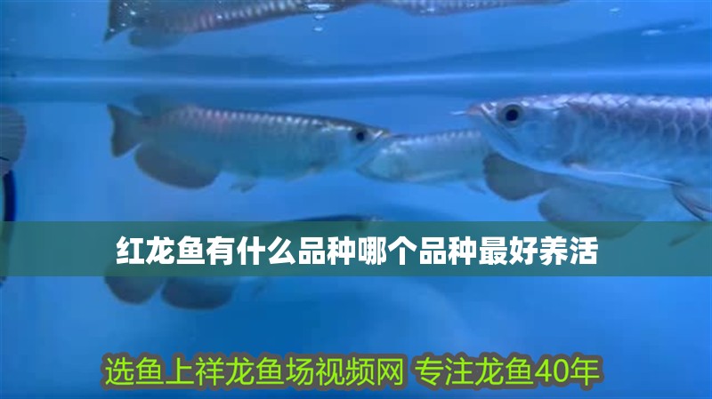 紅龍魚有什么品種哪個品種最好養活