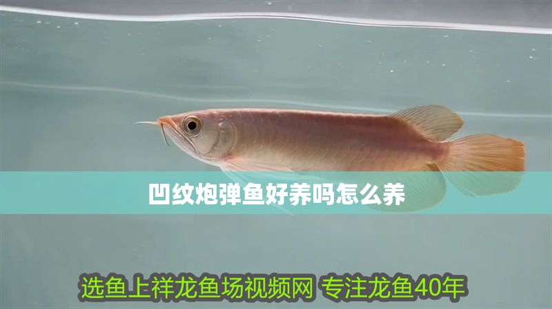 凹紋炮彈魚(yú)好養(yǎng)嗎怎么養(yǎng)
