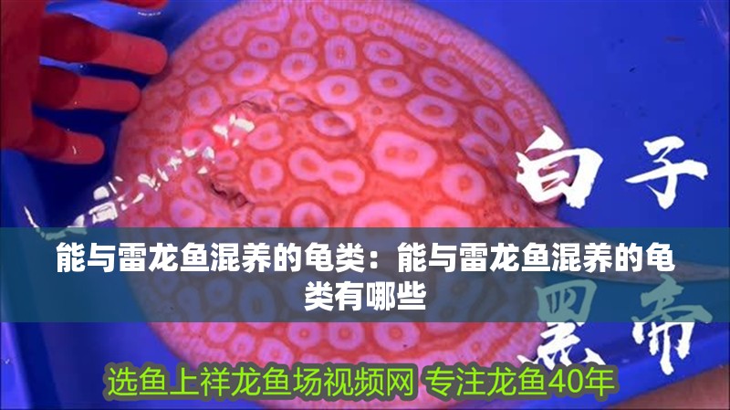 能與雷龍魚混養(yǎng)的龜類：能與雷龍魚混養(yǎng)的龜類有哪些