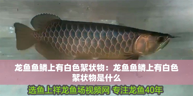 龍魚魚鱗上有白色絮狀物：龍魚魚鱗上有白色絮狀物是什么