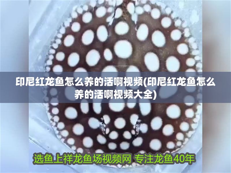 印尼紅龍魚怎么養(yǎng)的活啊視頻(印尼紅龍魚怎么養(yǎng)的活啊視頻大全)