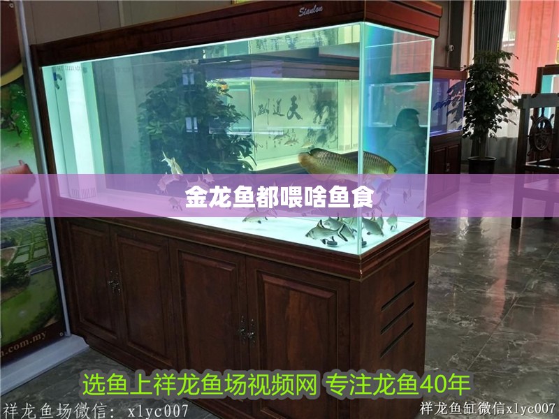 金龍魚都喂啥魚食