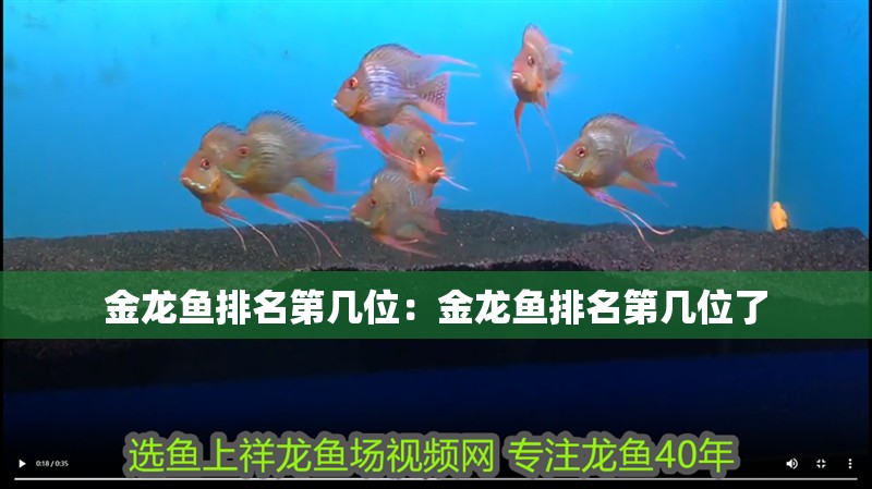 金龍魚排名第幾位：金龍魚排名第幾位了