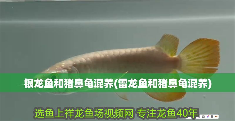 銀龍魚和豬鼻龜混養(雷龍魚和豬鼻龜混養)