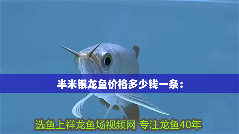半米銀龍魚價格多少錢一條：