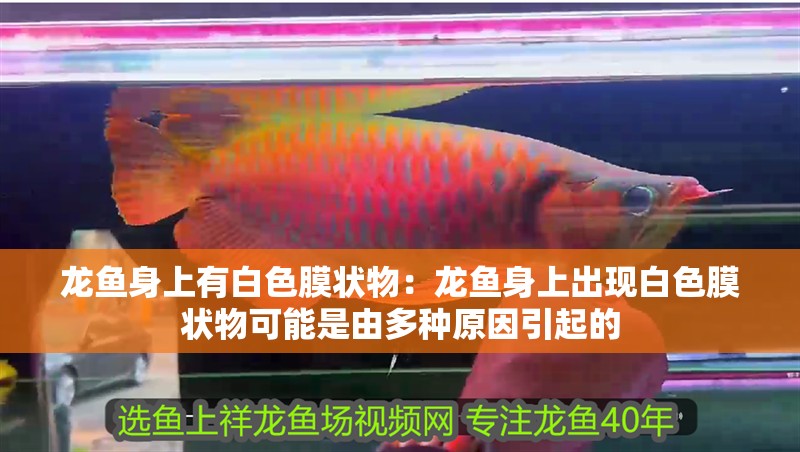 龍魚身上有白色膜狀物：龍魚身上出現白色膜狀物可能是由多種原因引起的