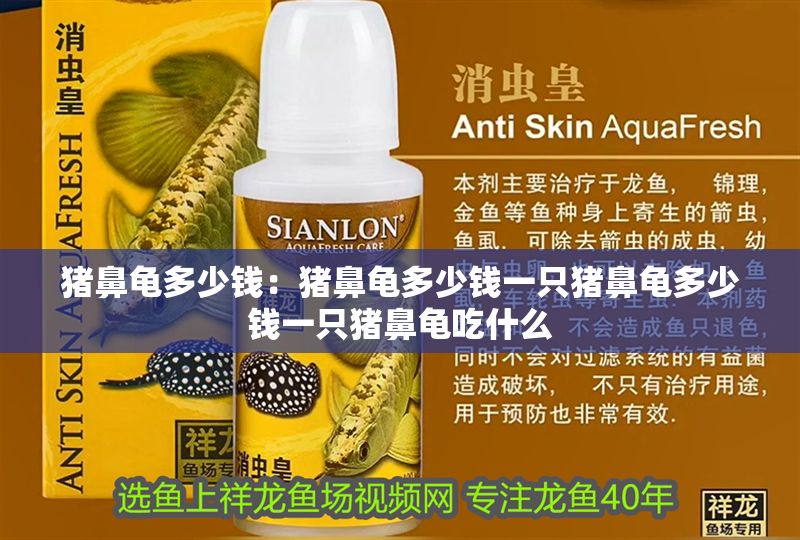 豬鼻龜多少錢：豬鼻龜多少錢一只豬鼻龜多少錢一只豬鼻龜吃什么