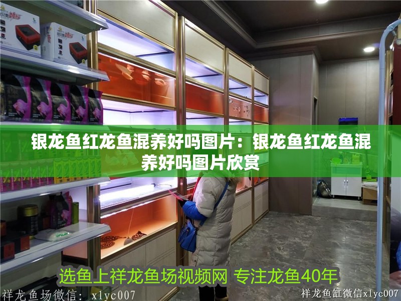 銀龍魚紅龍魚混養好嗎圖片：銀龍魚紅龍魚混養好嗎圖片欣賞
