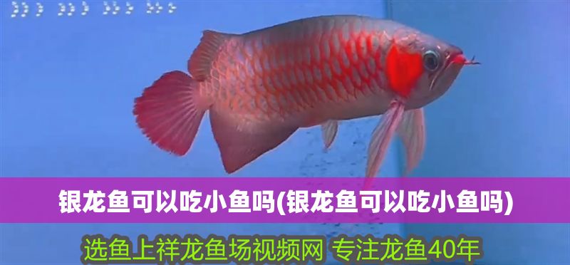 銀龍魚可以吃小魚嗎(銀龍魚可以吃小魚嗎) 銀龍魚可以吃小魚嗎(銀龍魚可以吃小魚嗎) 銀龍魚百科 第1張