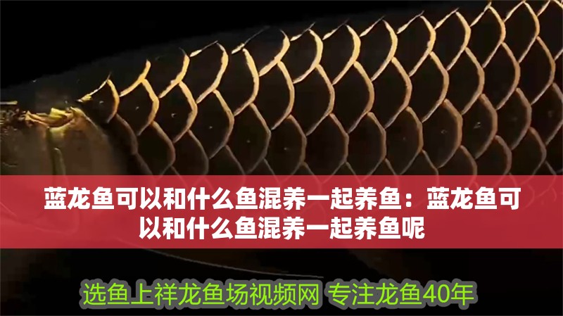 藍龍魚可以和什么魚混養一起養魚：藍龍魚可以和什么魚混養一起養魚呢