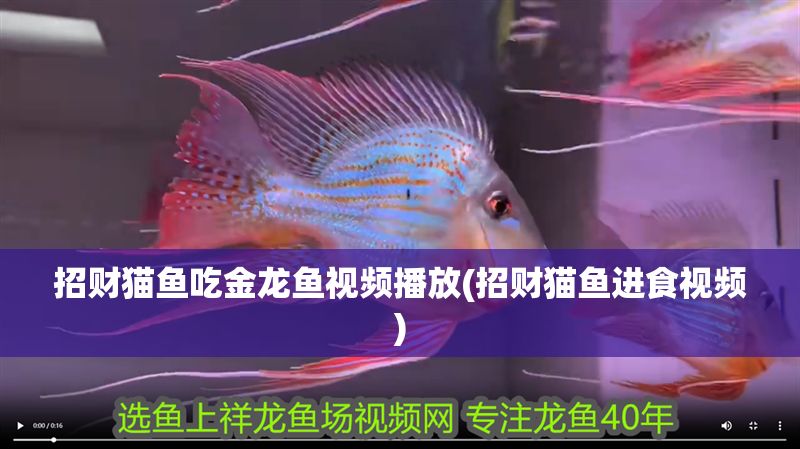 招財貓魚吃金龍魚視頻播放(招財貓魚進食視頻)