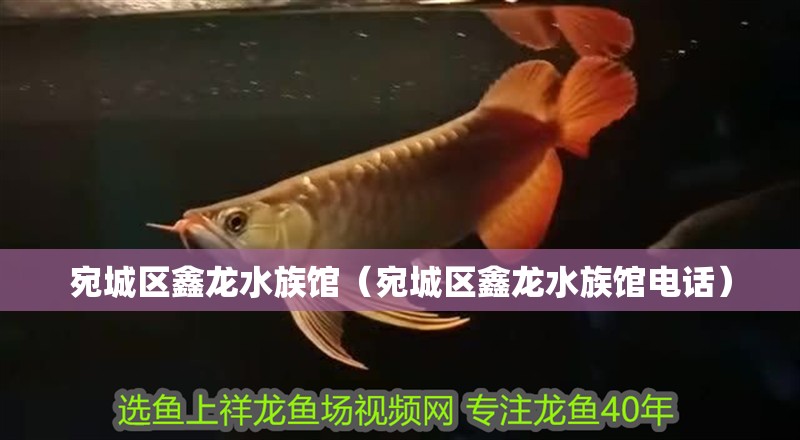 宛城區鑫龍水族館（宛城區鑫龍水族館電話）