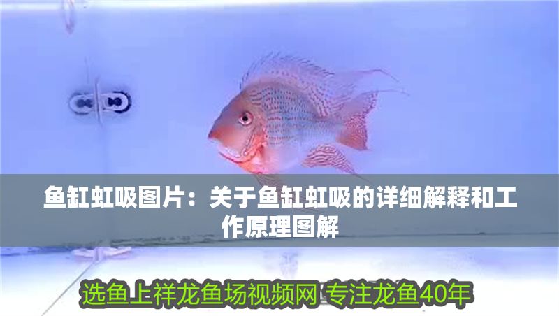 魚缸虹吸圖片：關于魚缸虹吸的詳細解釋和工作原理圖解