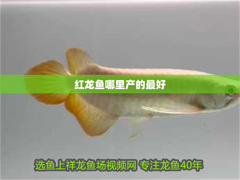 紅龍魚哪里產的最好