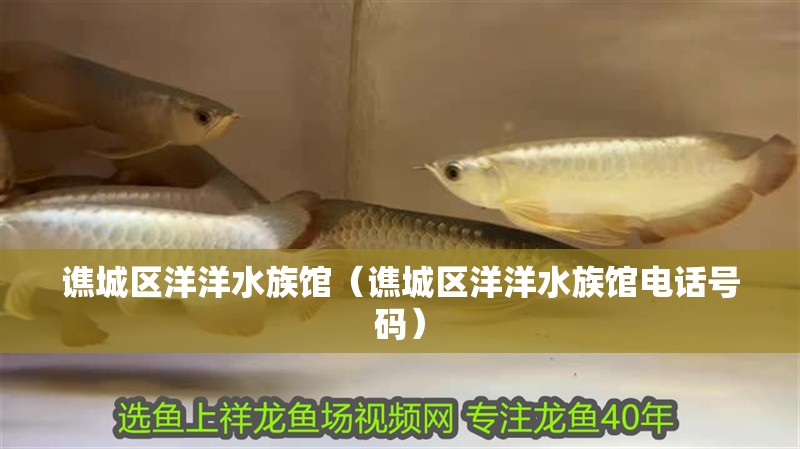 譙城區(qū)洋洋水族館（譙城區(qū)洋洋水族館電話號(hào)碼） 譙城區(qū)洋洋水族館（譙城區(qū)洋洋水族館電話號(hào)碼） 全國水族館企業(yè)名錄 第1張