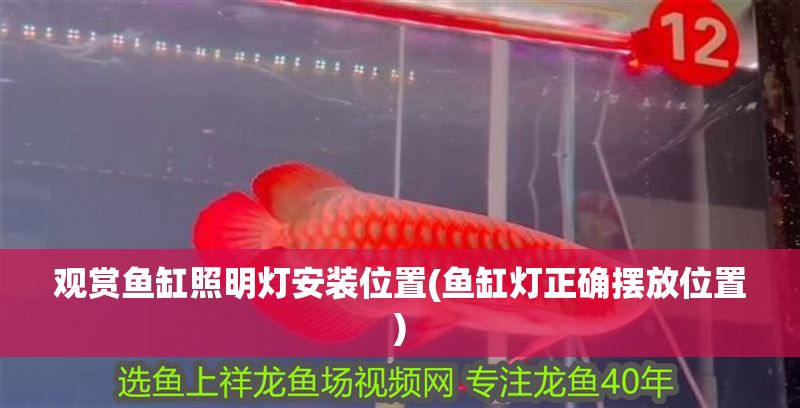 觀賞魚缸照明燈安裝位置(魚缸燈正確擺放位置)
