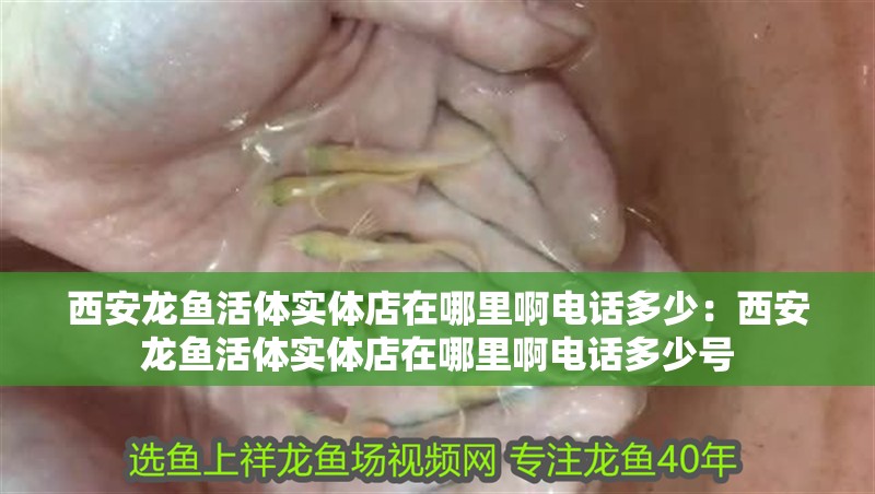 西安龍魚活體實體店在哪里啊電話多少：西安龍魚活體實體店在哪里啊電話多少號 西安龍魚活體實體店在哪里啊電話多少：西安龍魚活體實體店在哪里啊電話多少號 水族問答