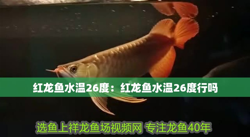 紅龍魚水溫26度：紅龍魚水溫26度行嗎