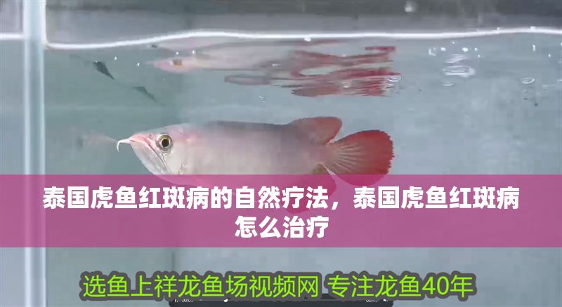 泰國虎魚紅斑病的自然療法，泰國虎魚紅斑病怎么治療
