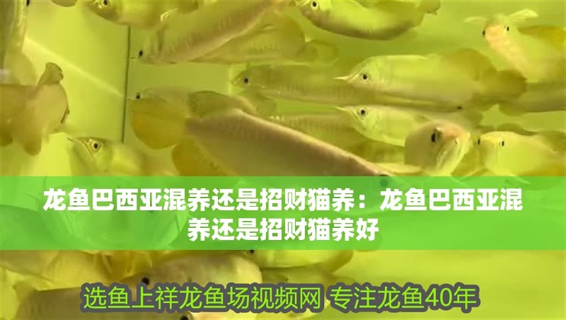 龍魚巴西亞混養還是招財貓養：龍魚巴西亞混養還是招財貓養好