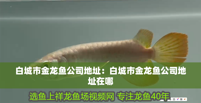 藍龍魚大概多少錢一條