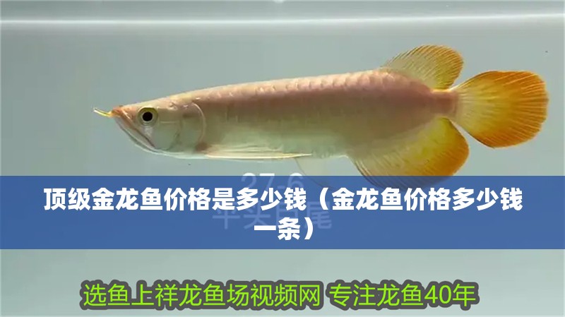 頂級金龍魚價格是多少錢（金龍魚價格多少錢一條）