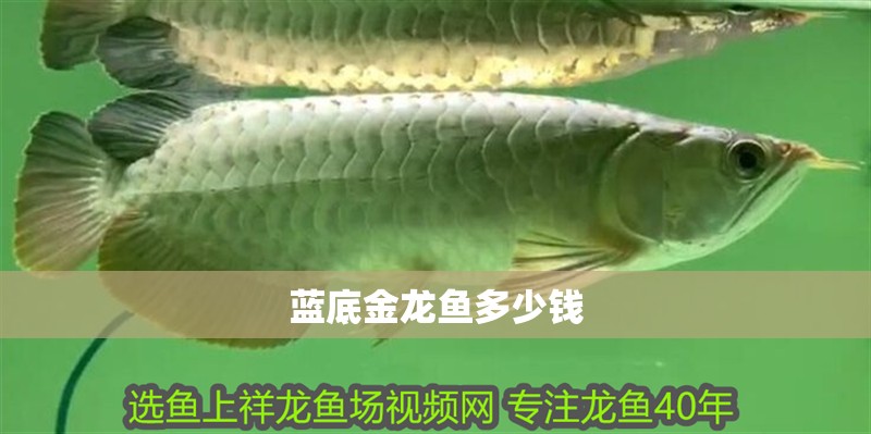 藍底金龍魚多少錢 龍魚百科 第2張 藍底金龍魚多少錢 藍底金龍魚多少錢 龍魚百科 第2張