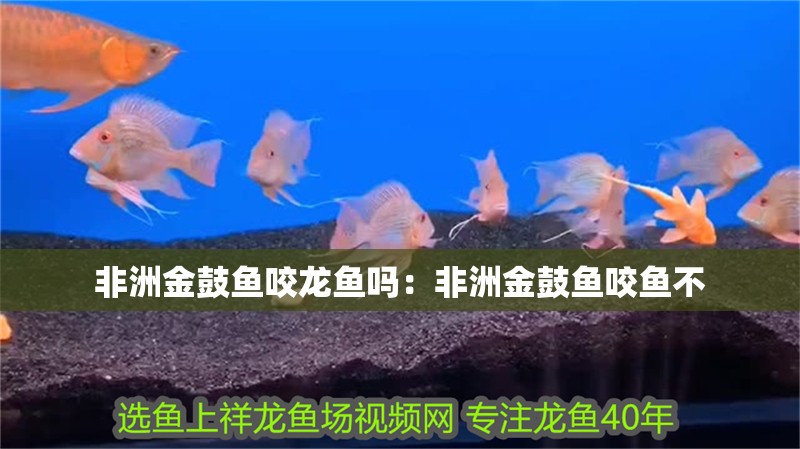 非洲金鼓魚咬龍魚嗎：非洲金鼓魚咬魚不