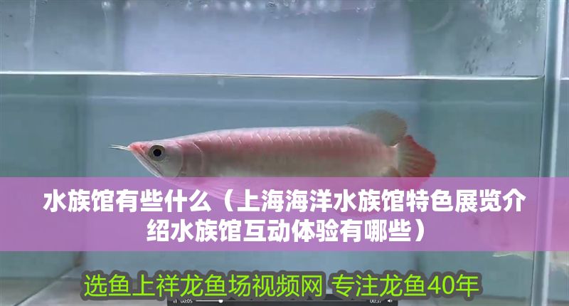 水族館有些什么（上海海洋水族館特色展覽介紹水族館互動(dòng)體驗(yàn)有哪些）