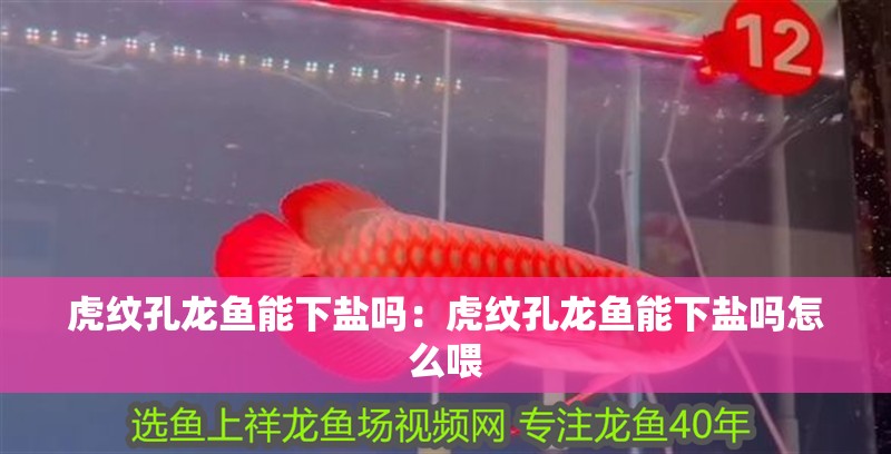 虎紋孔龍魚能下鹽嗎：虎紋孔龍魚能下鹽嗎怎么喂