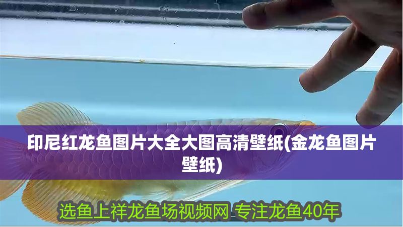 印尼紅龍魚圖片大全大圖高清壁紙(金龍魚圖片壁紙)