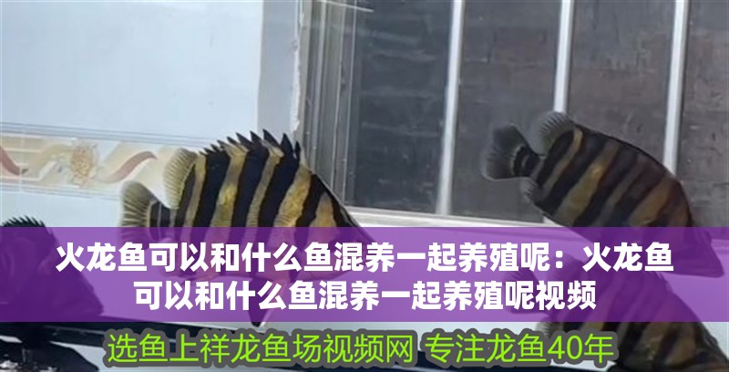 火龍魚可以和什么魚混養一起養殖呢：火龍魚可以和什么魚混養一起養殖呢視頻