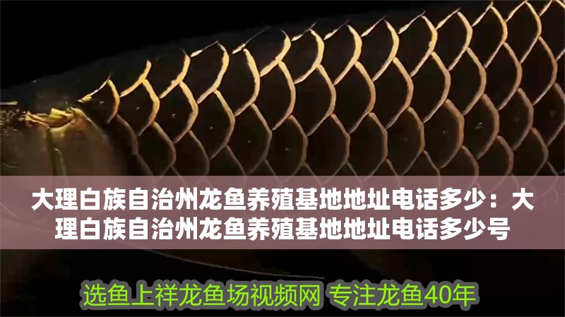 大理白族自治州龍魚養(yǎng)殖基地地址電話多少：大理白族自治州龍魚養(yǎng)殖基地地址電話多少號