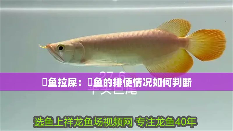 魟魚拉屎：魟魚的排便情況如何判斷
