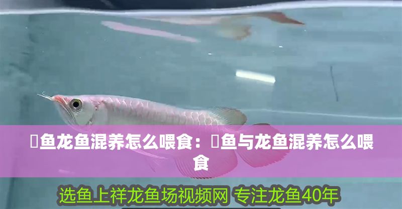 魟魚龍魚混養怎么喂食：魟魚與龍魚混養怎么喂食