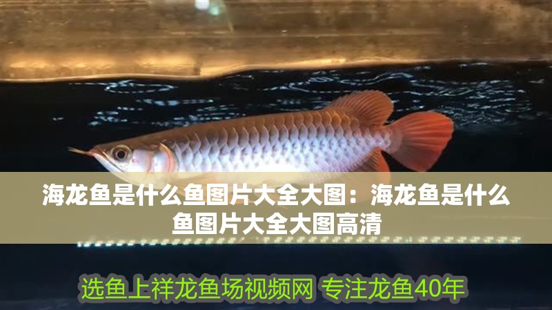 海龍魚是什么魚圖片大全大圖：海龍魚是什么魚圖片大全大圖高清