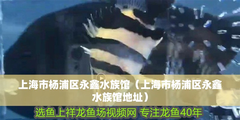 上海市楊浦區(qū)永鑫水族館（上海市楊浦區(qū)永鑫水族館地址）